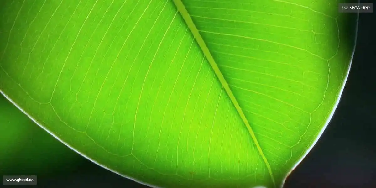 我们的核心竞争力